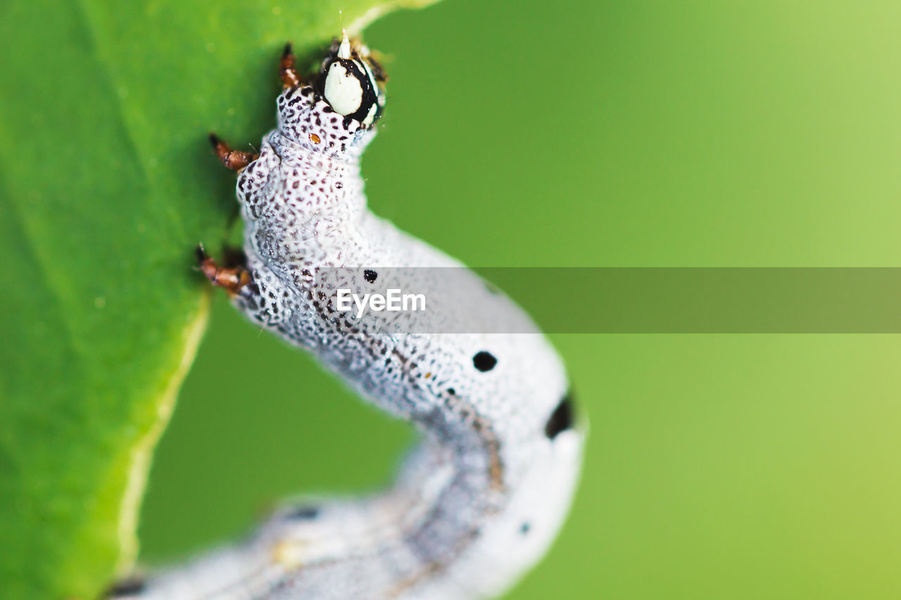 Close-up of caterpillar on leaf