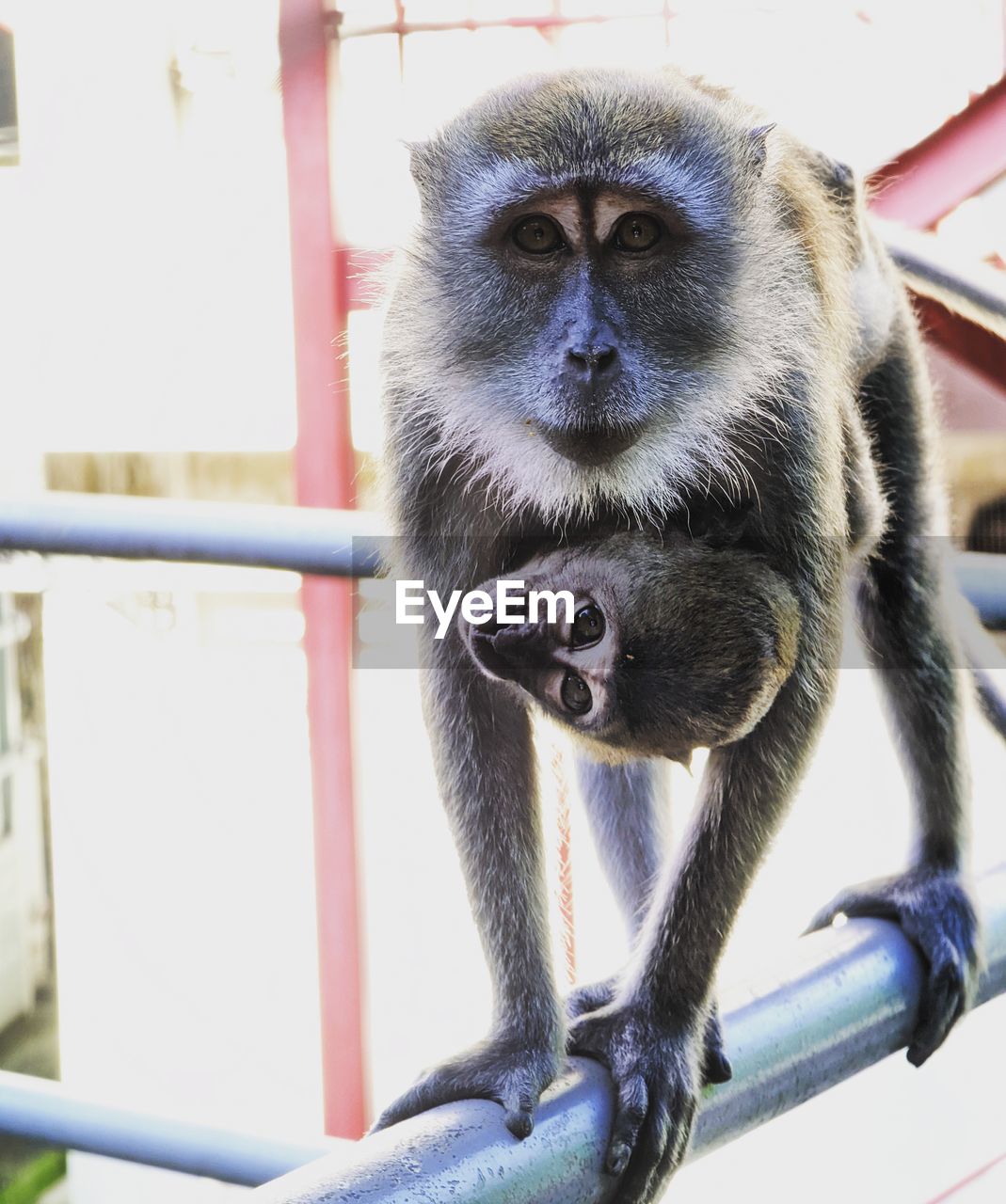 animal, animal themes, mammal, one animal, primate, monkey, animal wildlife, day, wildlife, no people, looking at camera, portrait, ape, sitting, railing, animals in captivity, focus on foreground, outdoors