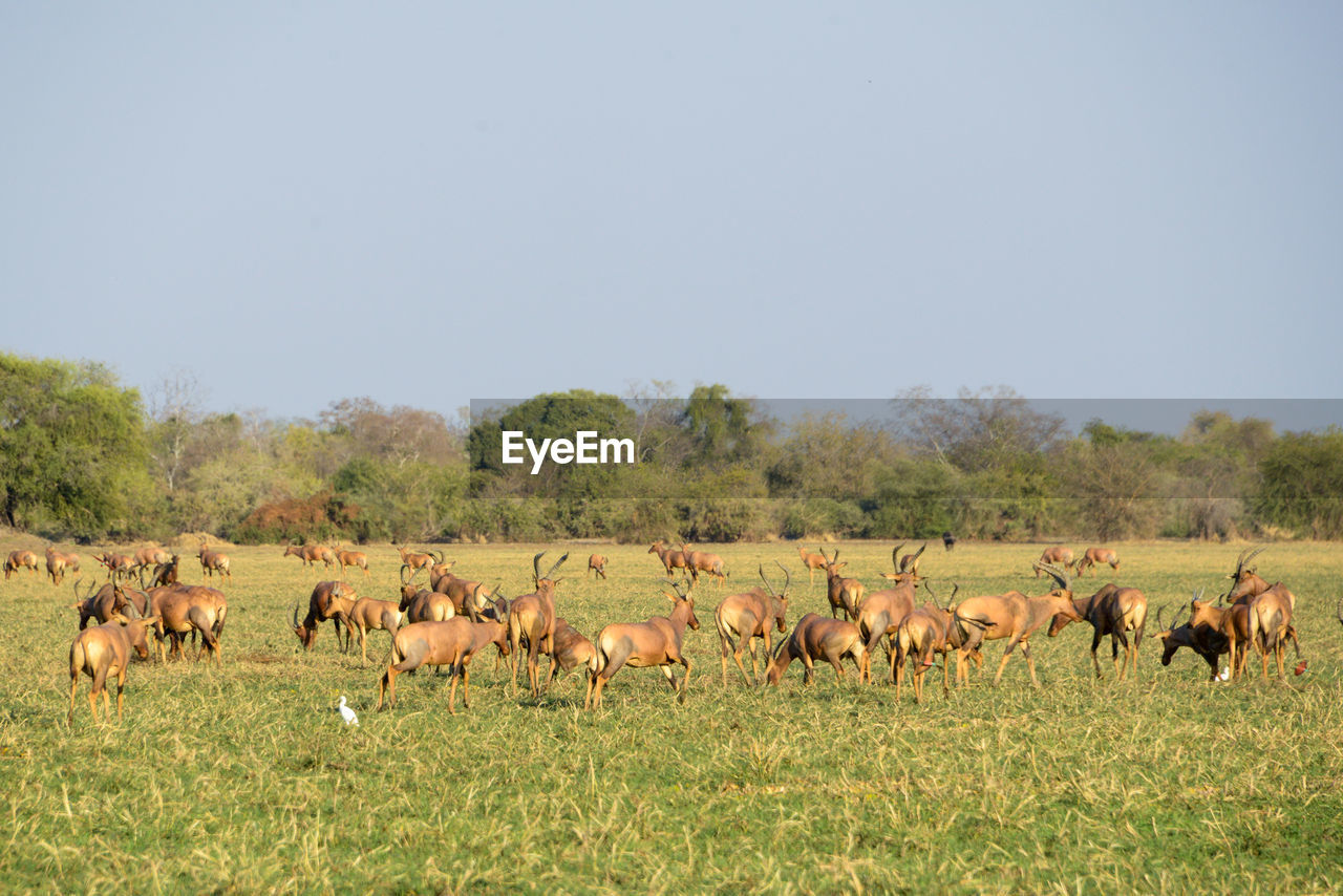 HERD OF SHEEP ON LANDSCAPE