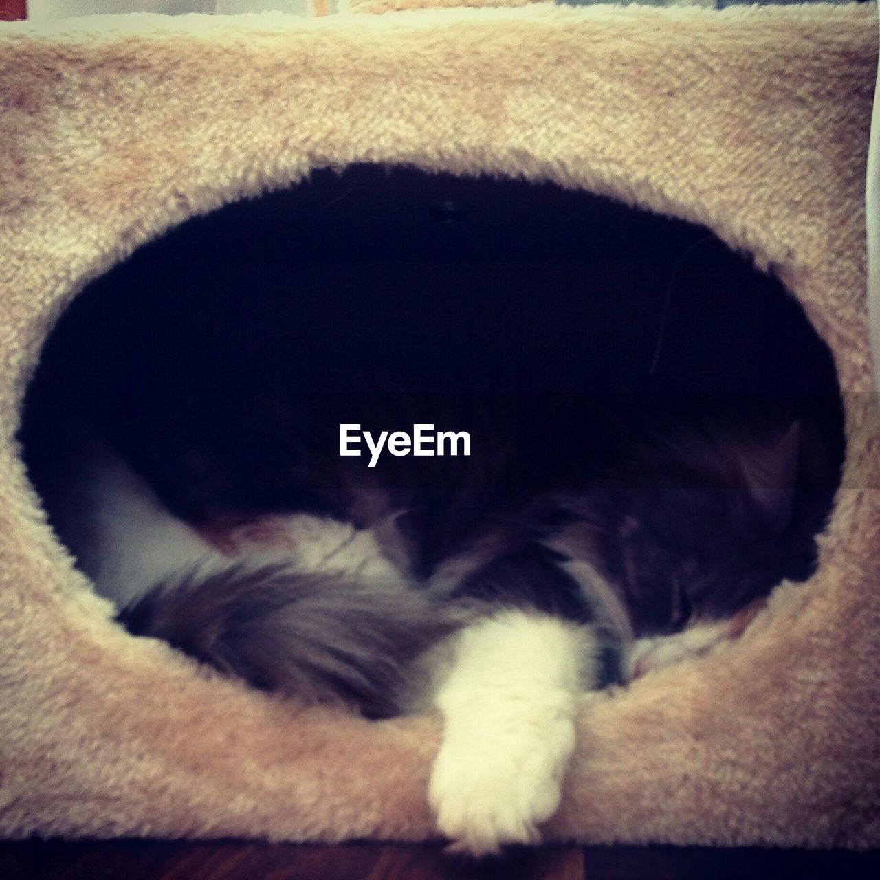 CLOSE-UP OF CAT SLEEPING ON TILED FLOOR