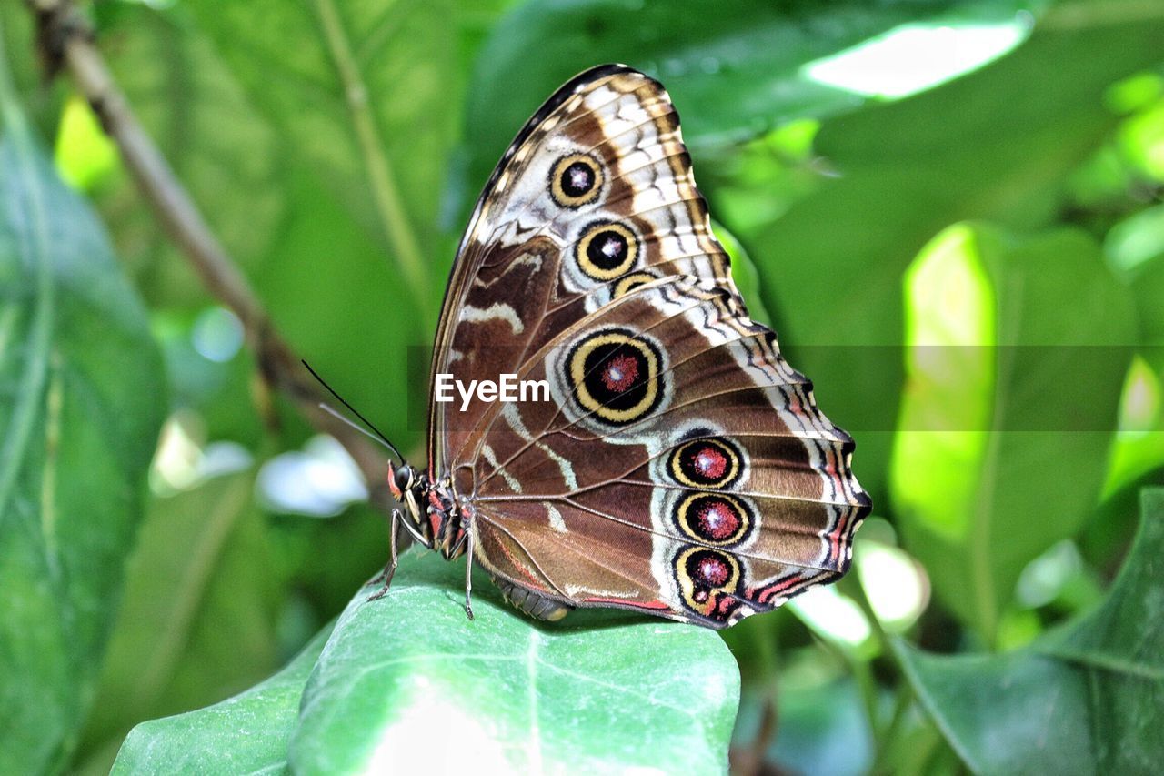 Close-up of butterfly perching on leaf