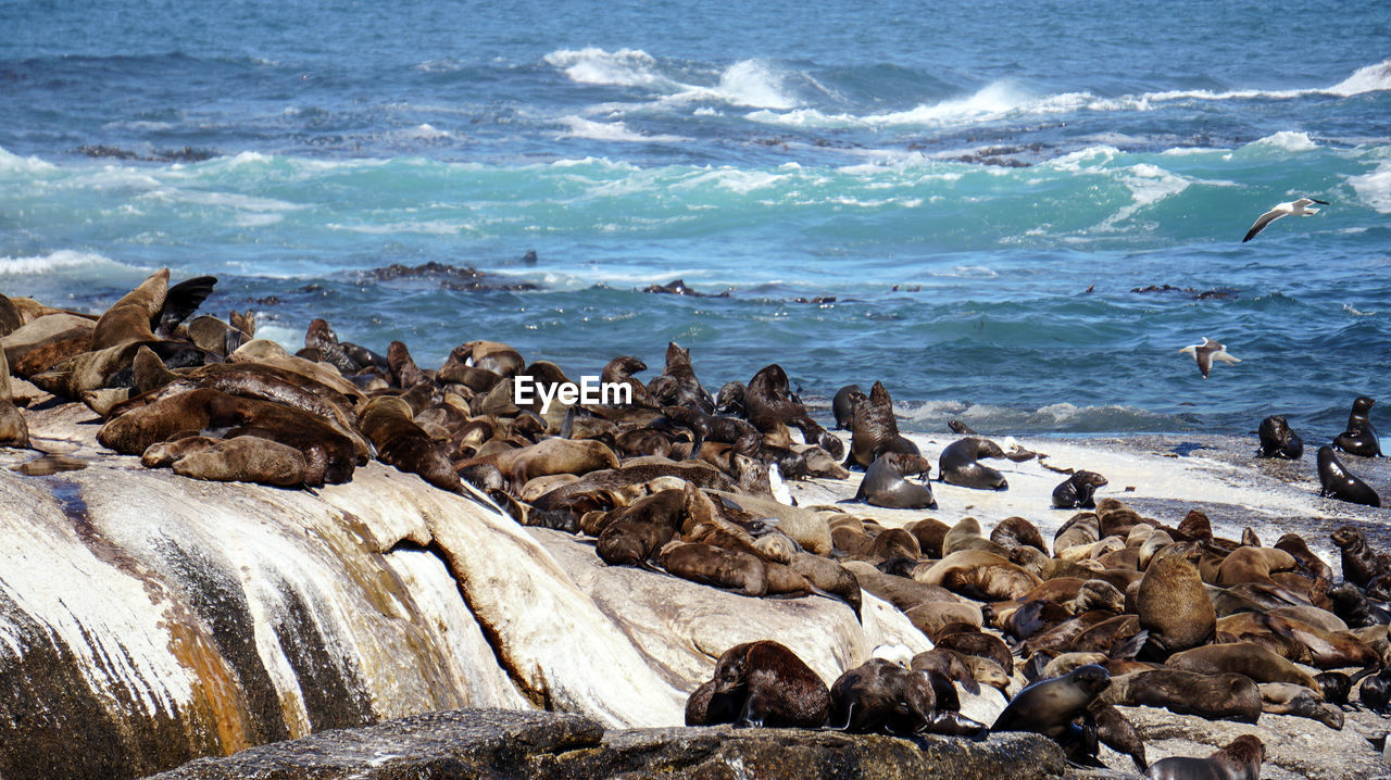 Wild seals laying around seals island in south africa