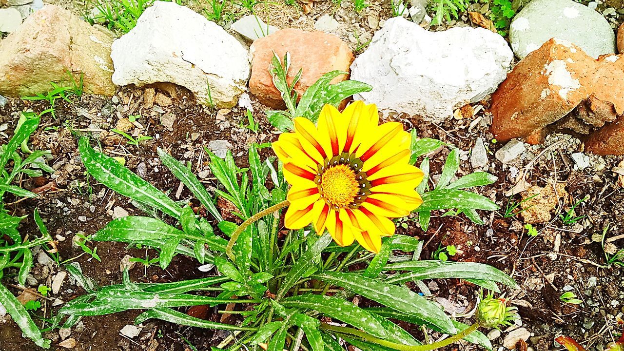 CLOSE-UP OF YELLOW FLOWERS BLOOMING IN FIELD