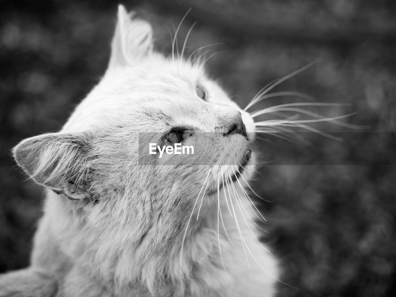 Close-up of cat outdoors