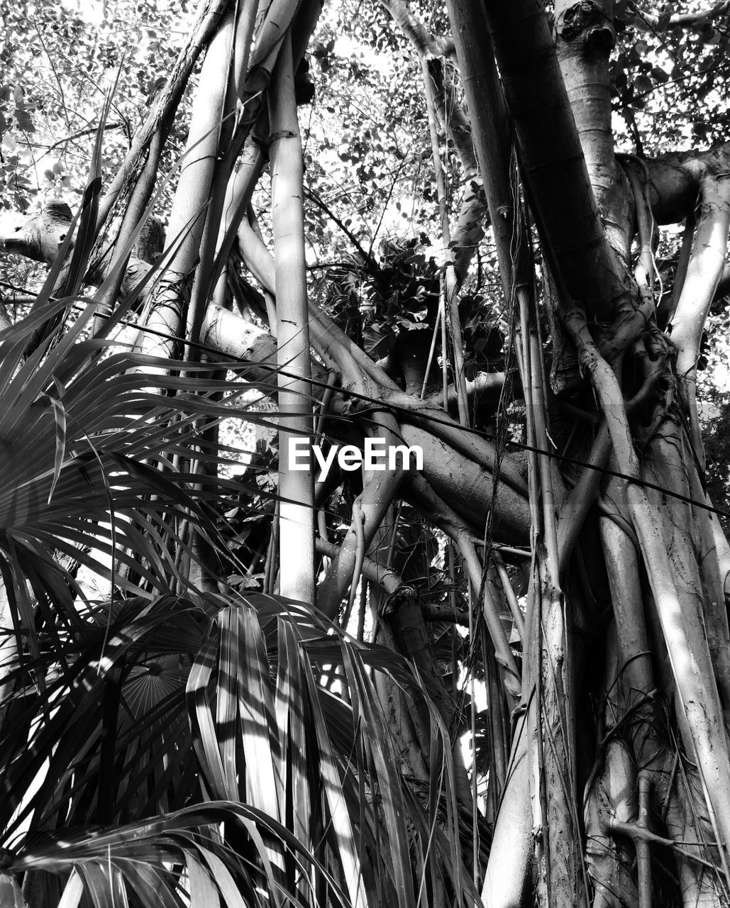 LOW ANGLE VIEW OF TREES IN THE FOREST