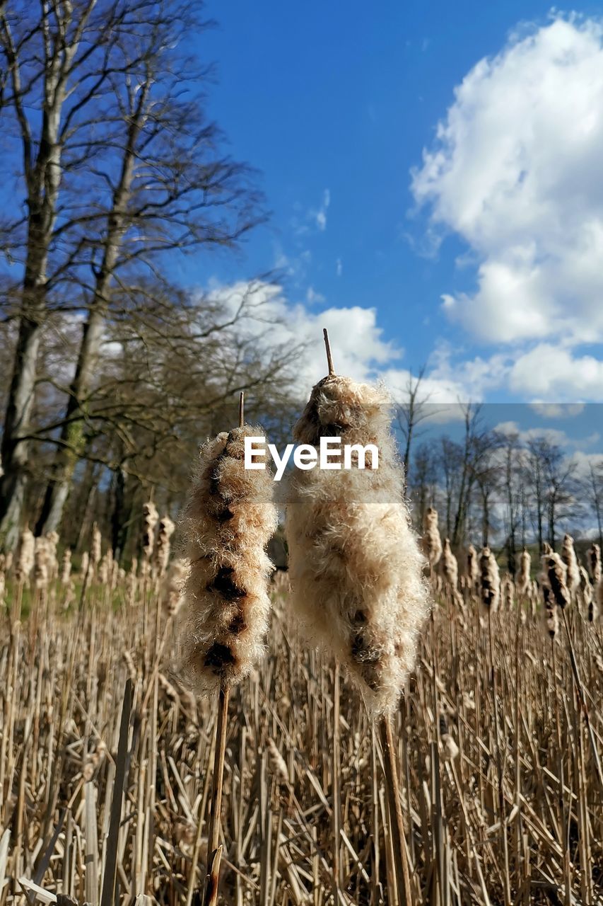 LOW ANGLE VIEW OF HAY ON FIELD AGAINST SKY