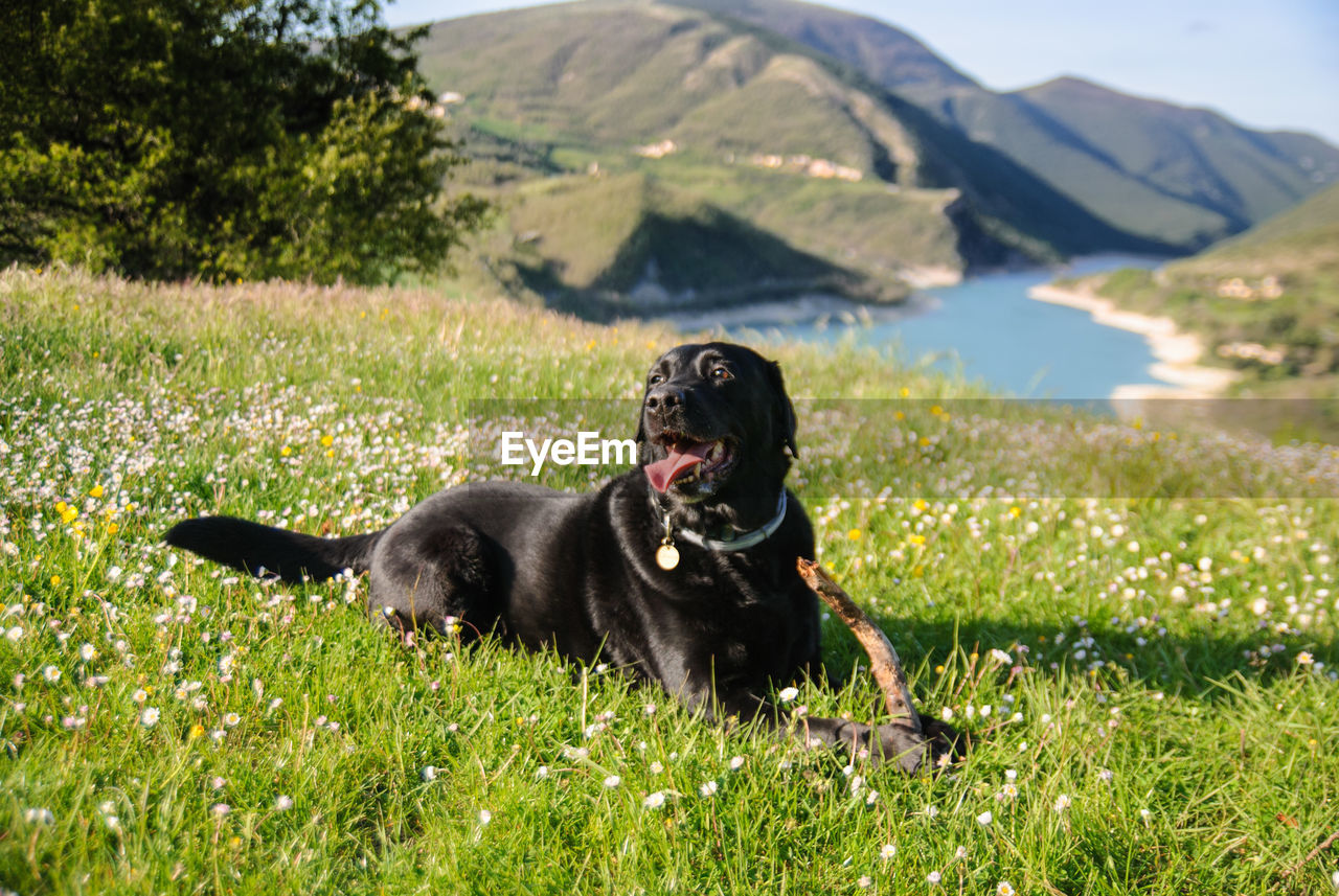 Black dog on field