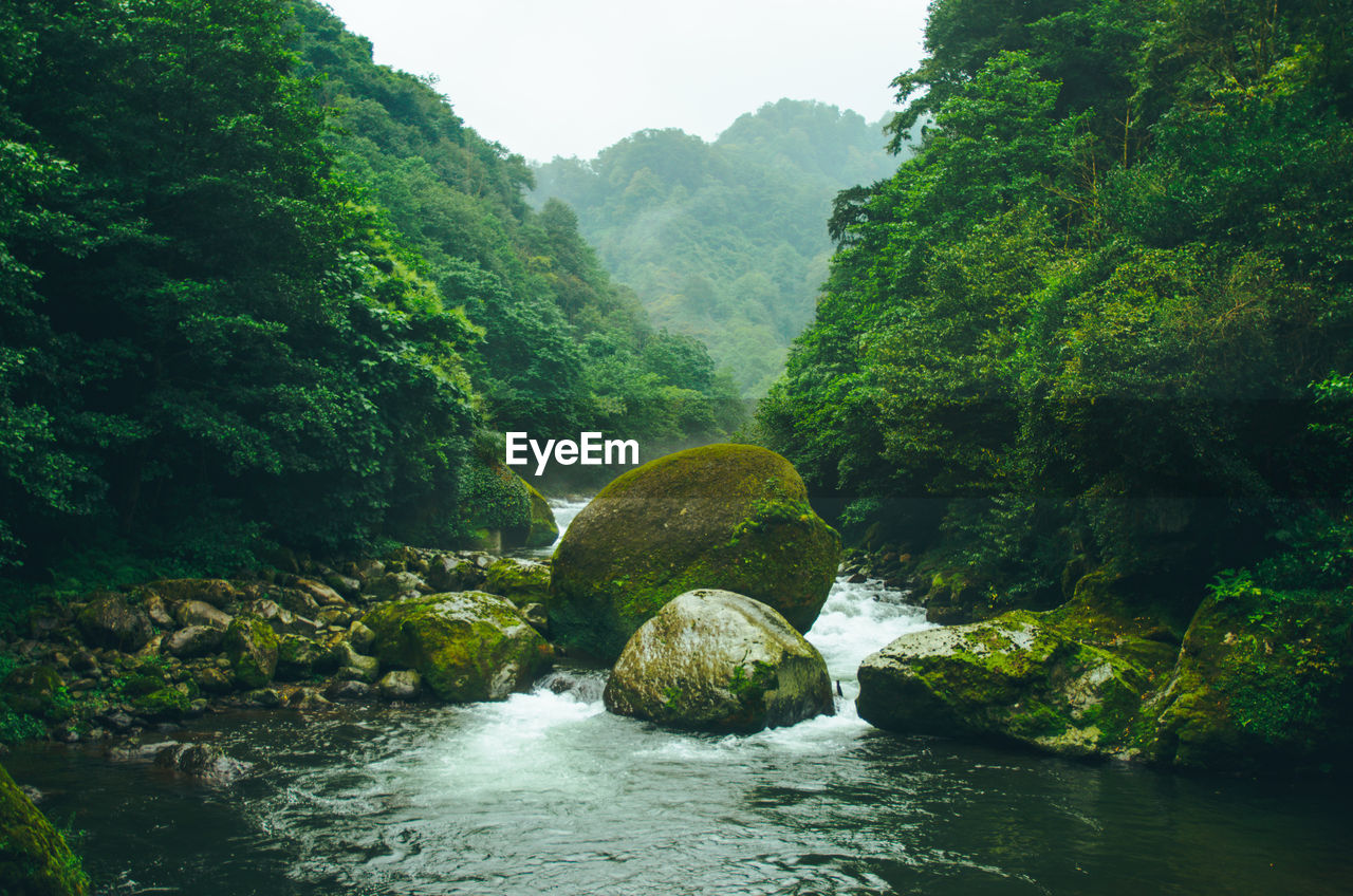 Scenic view of river amidst trees in forest