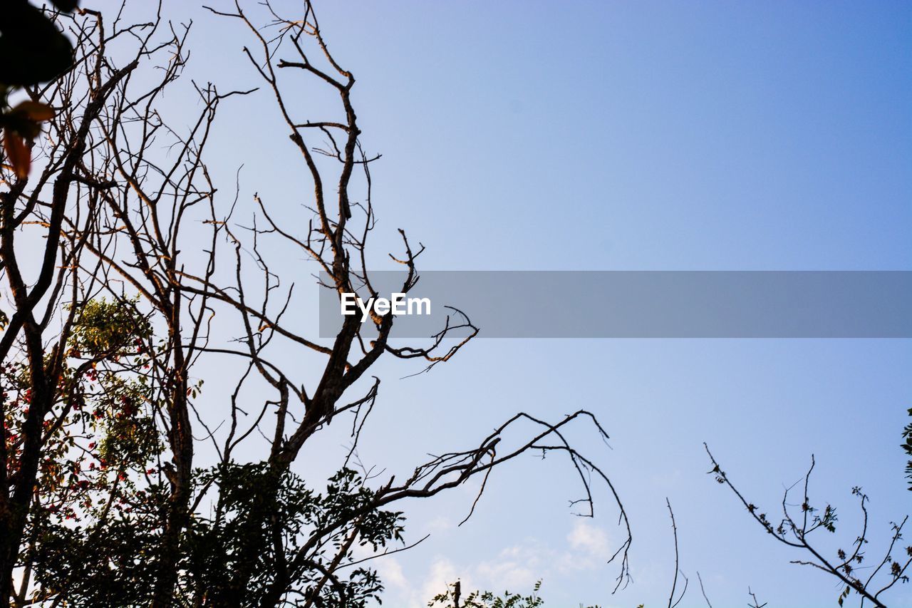 LOW ANGLE VIEW OF BARE TREE AGAINST BLUE SKY