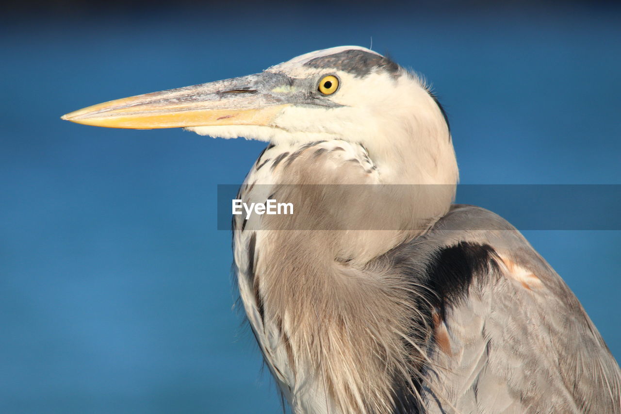Close-up of heron outdoors