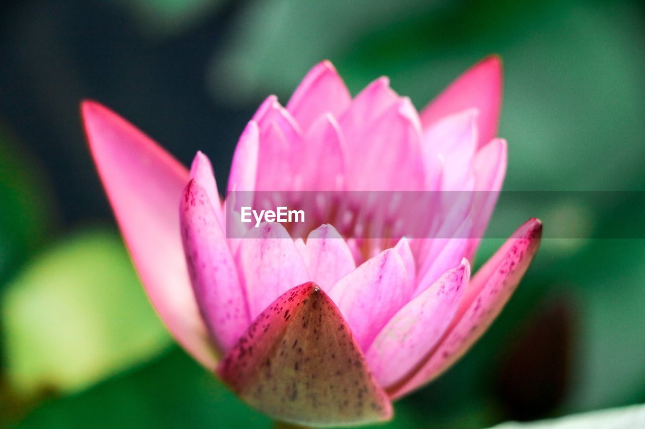 Close-up of pink water lily