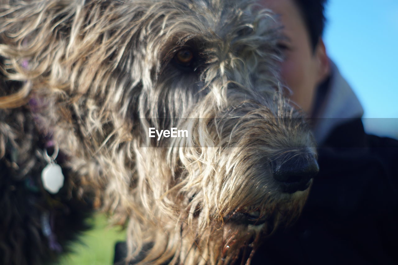 CLOSE-UP OF BROWN DOG