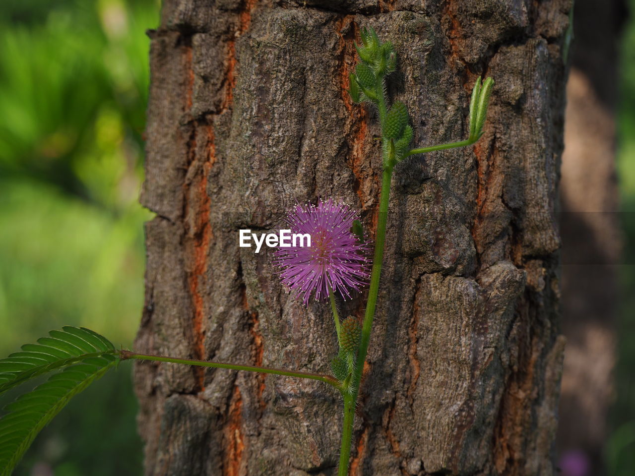 Close-up of purple flowering plant on tree trunk