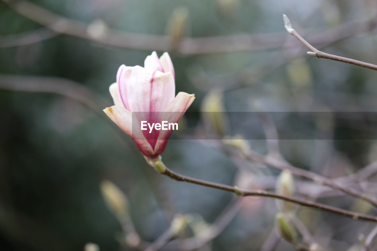 Close-up of pink flower blooming outdoors