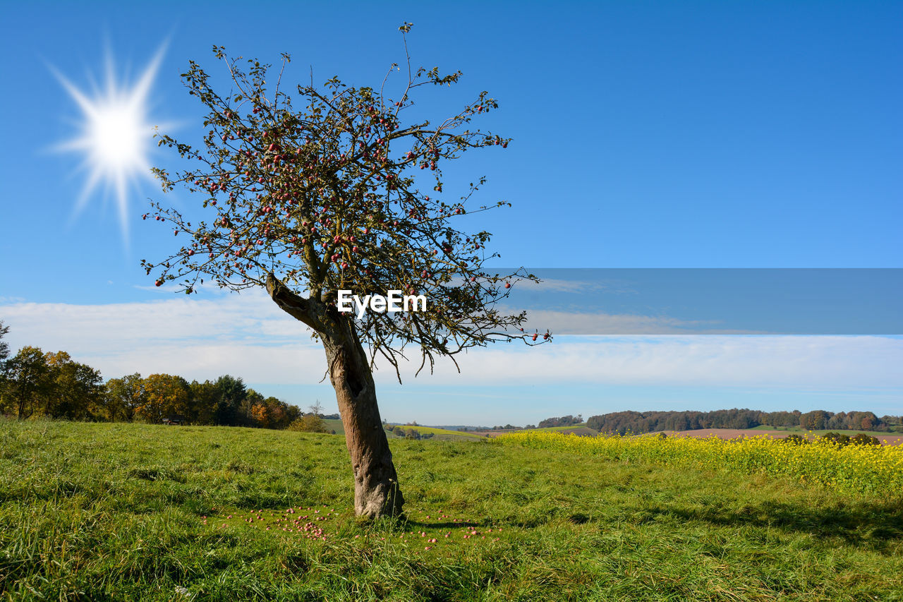 PLANT ON FIELD AGAINST SKY