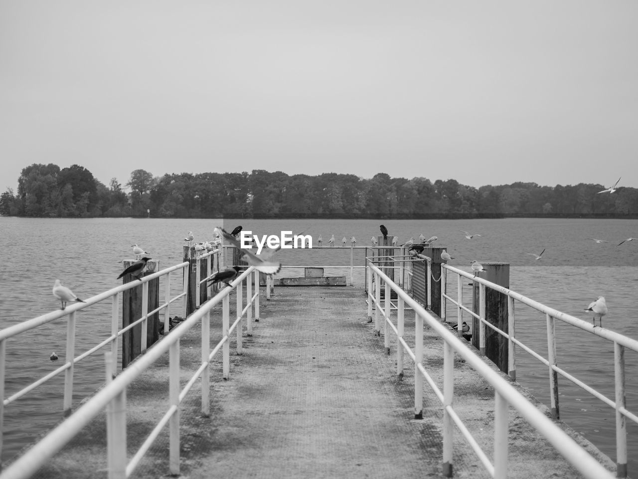 High angle view of birds perching on railing of pier against clear sky