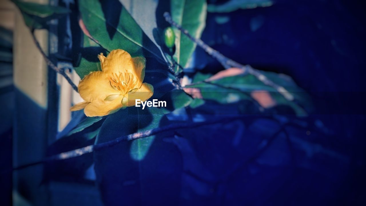 CLOSE-UP OF YELLOW FLOWER