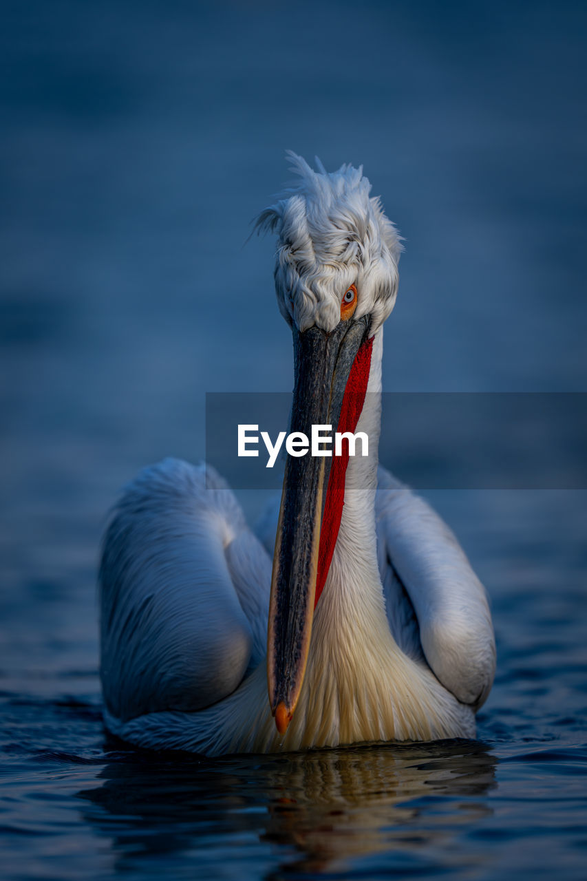 close-up of pelican perching on lake
