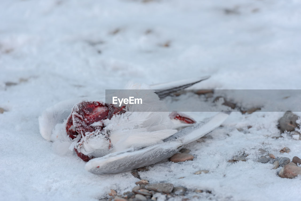 CLOSE-UP OF FROZEN FRUIT ON LAND