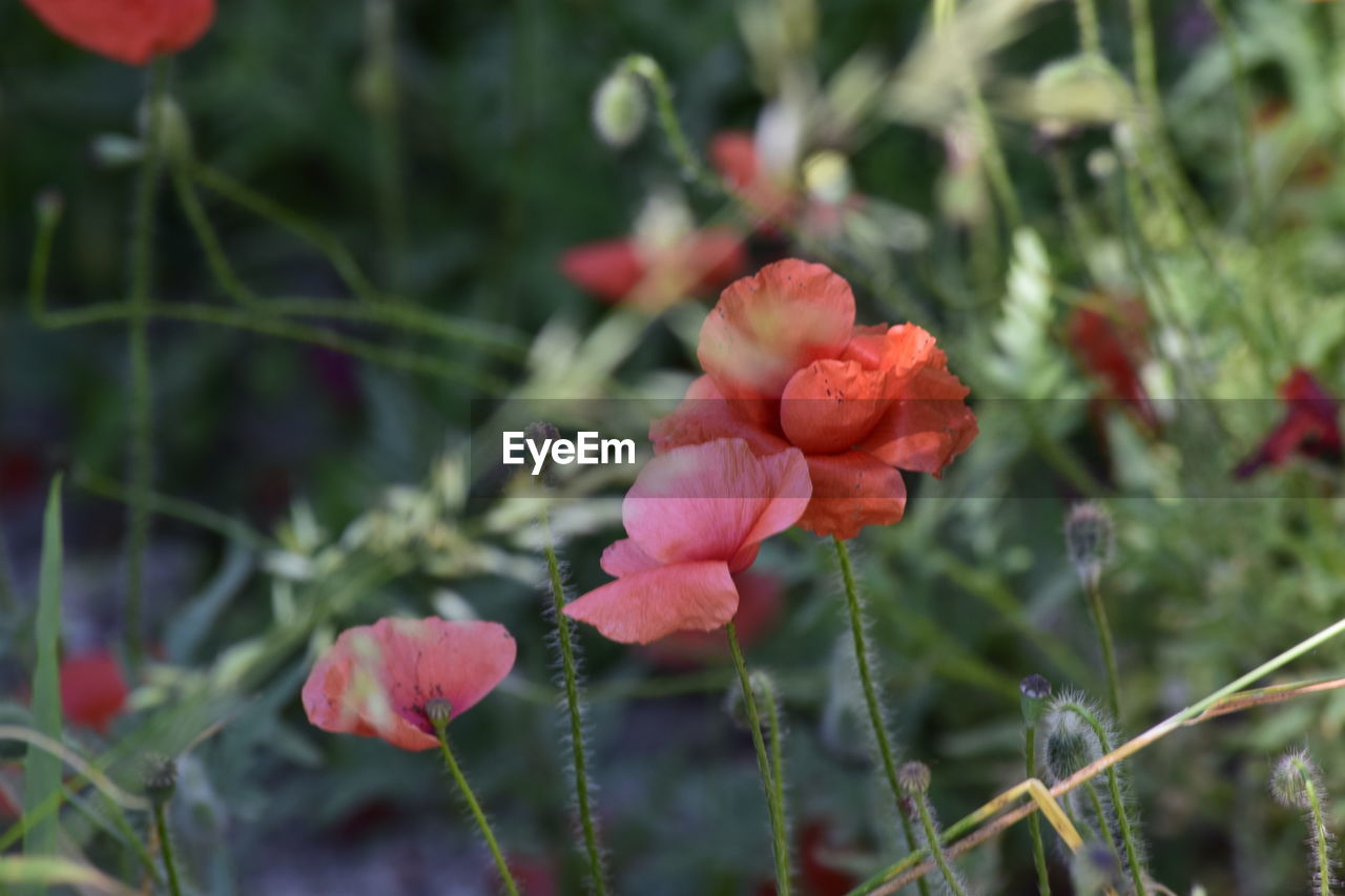 CLOSE UP OF RED ROSE FLOWER