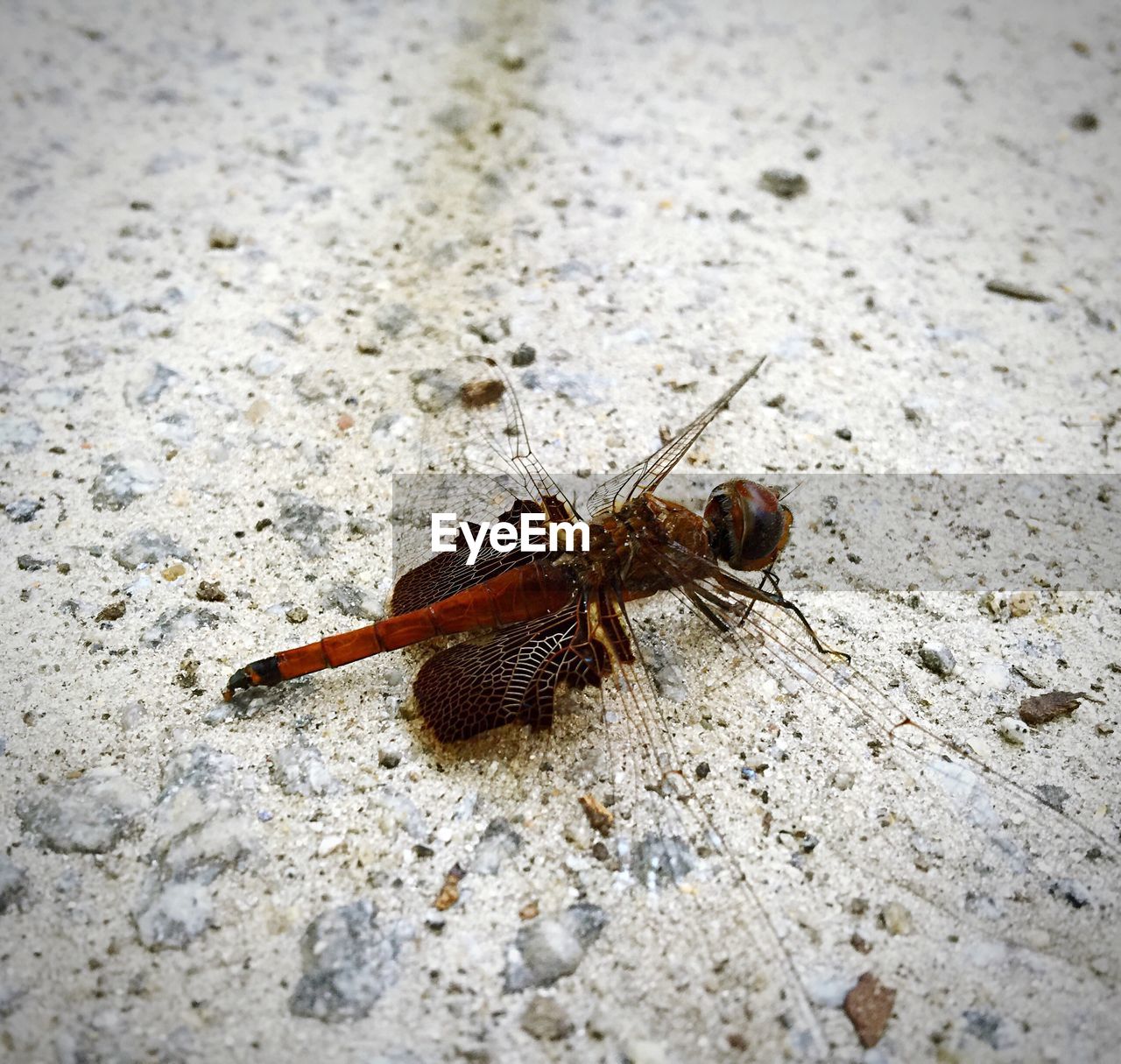 High angle view of insect on red