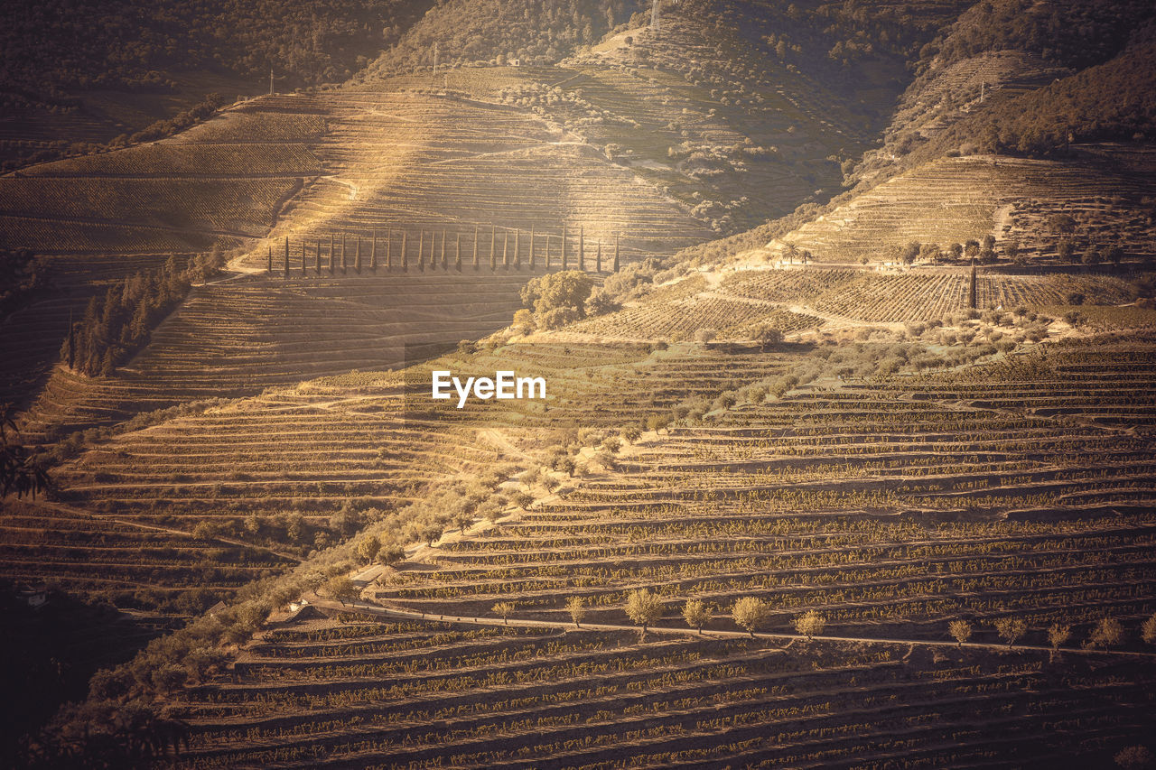 Douro vineyards from aerial view