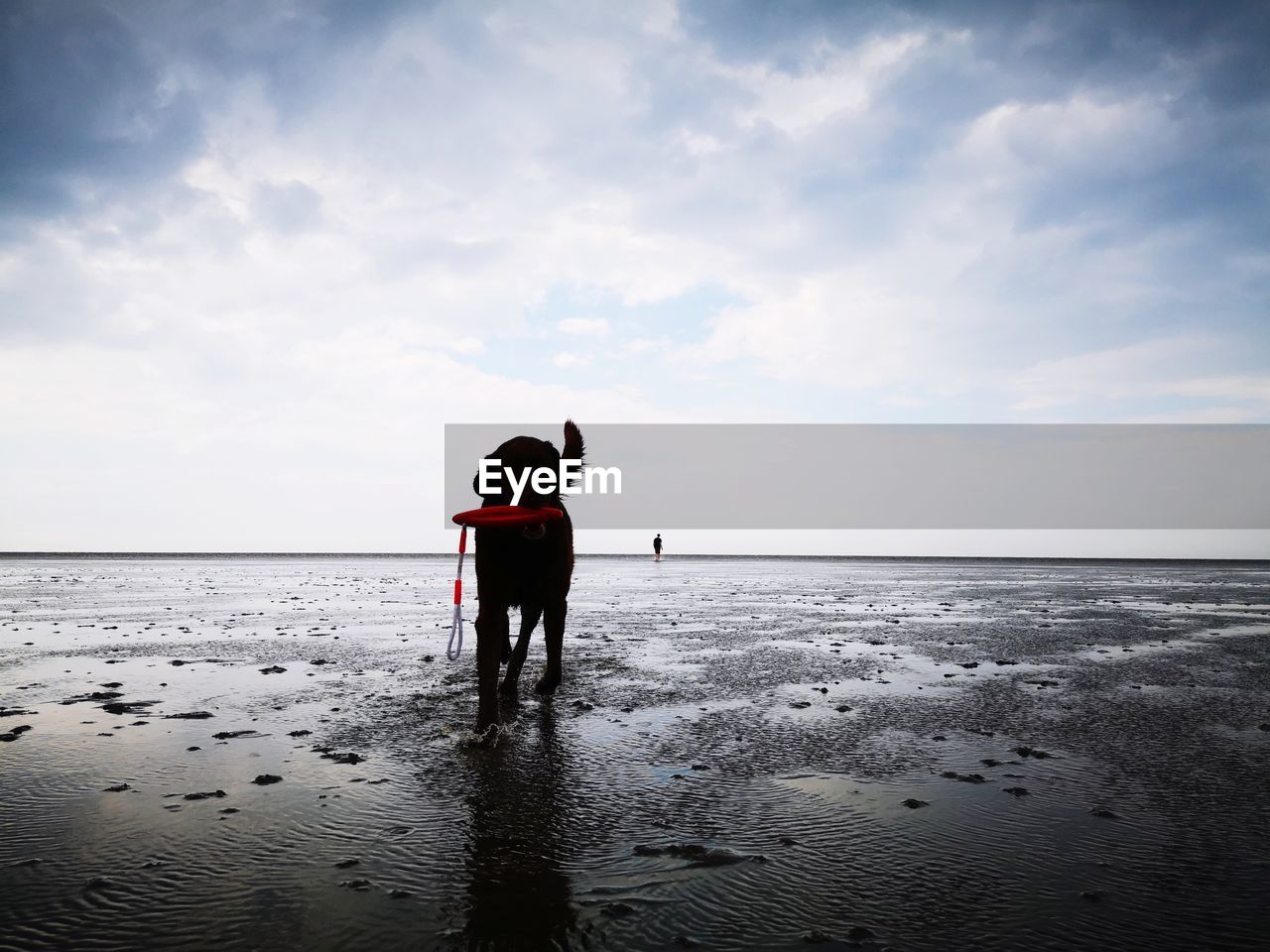 Rear view of labrador dog standing on beach against sky