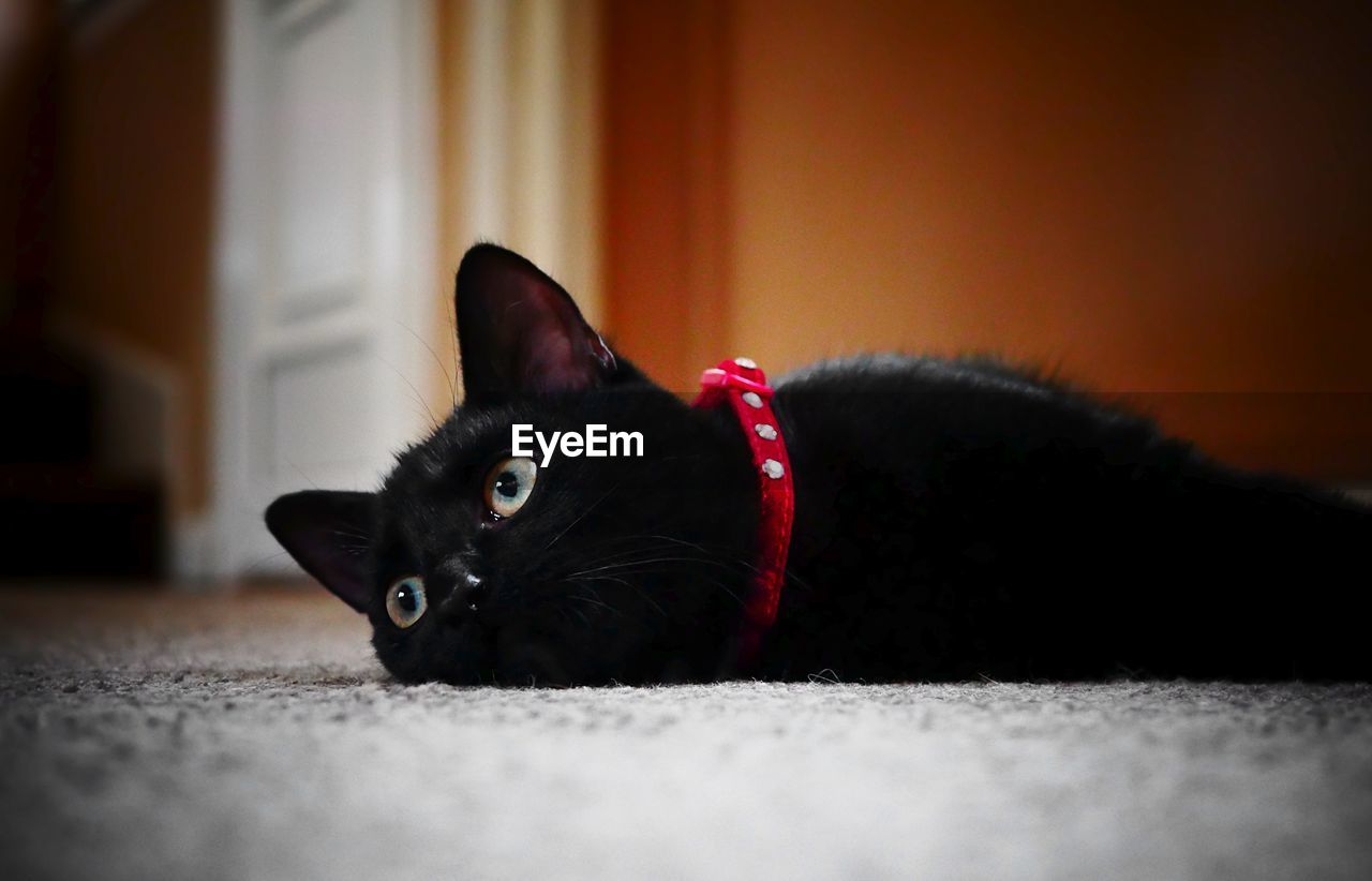 Portrait of black cat lying on floor at home