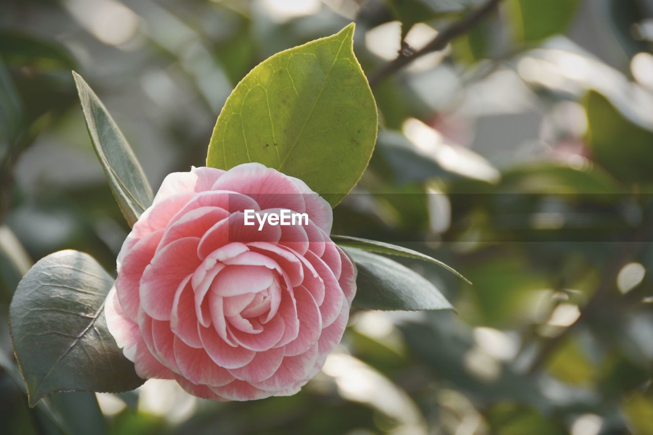 Close-up of pink rose blooming outdoors