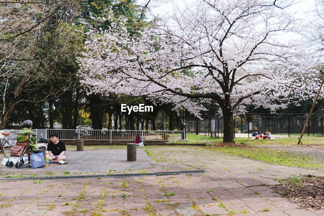 People on field against cherry trees