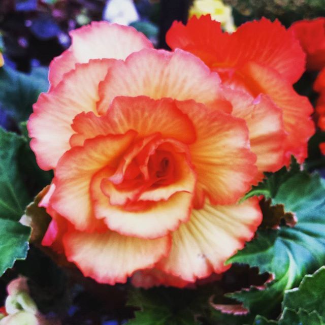 CLOSE-UP OF RED ROSES