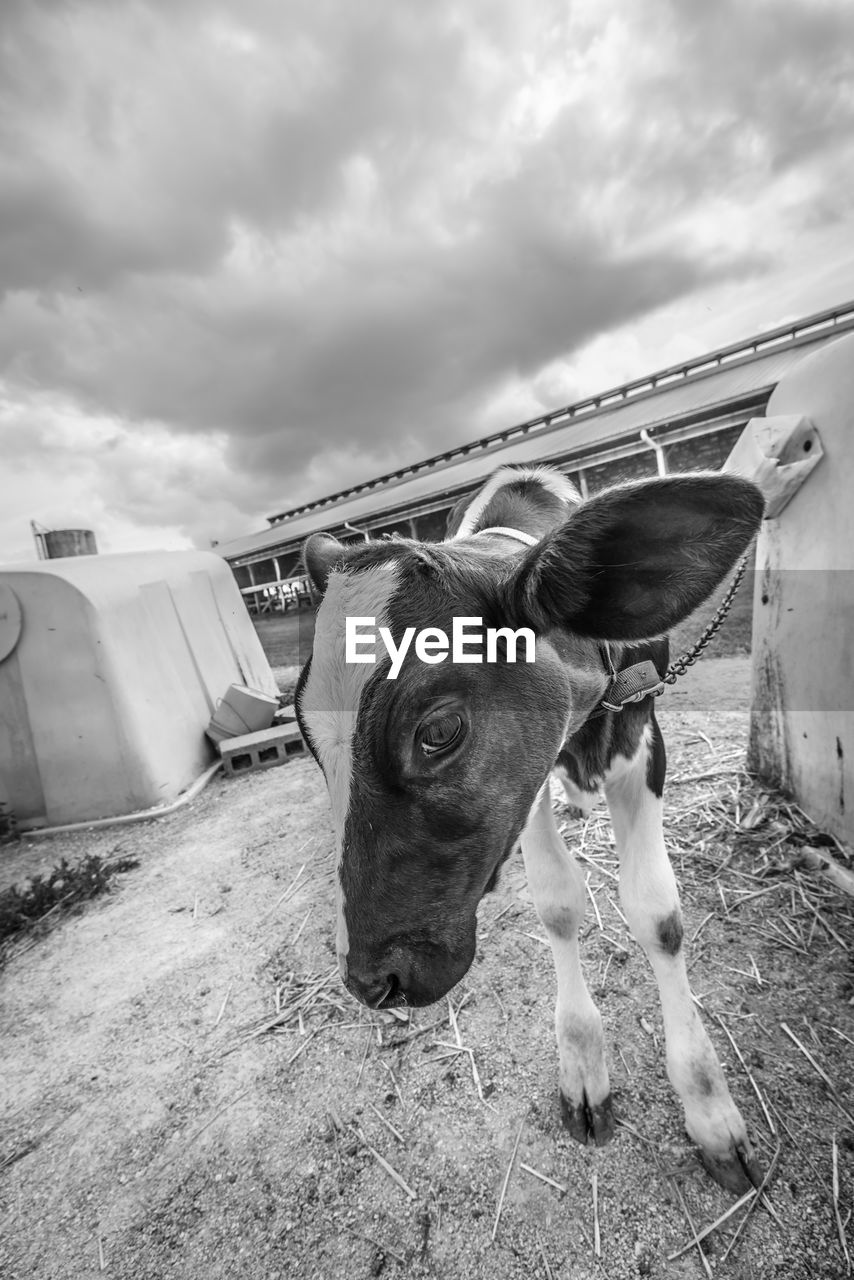 Calf in a fram yard.