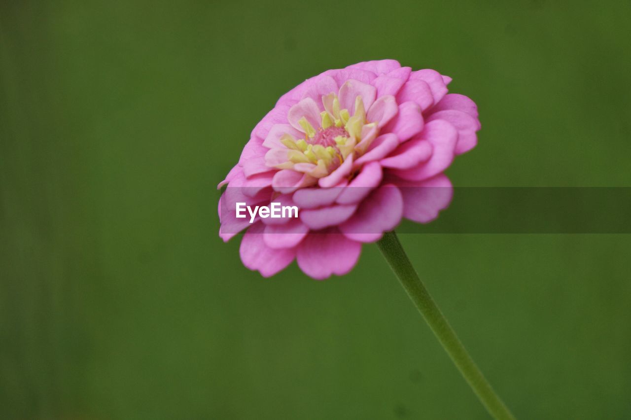 Close-up of pink zinnia blooming outdoors