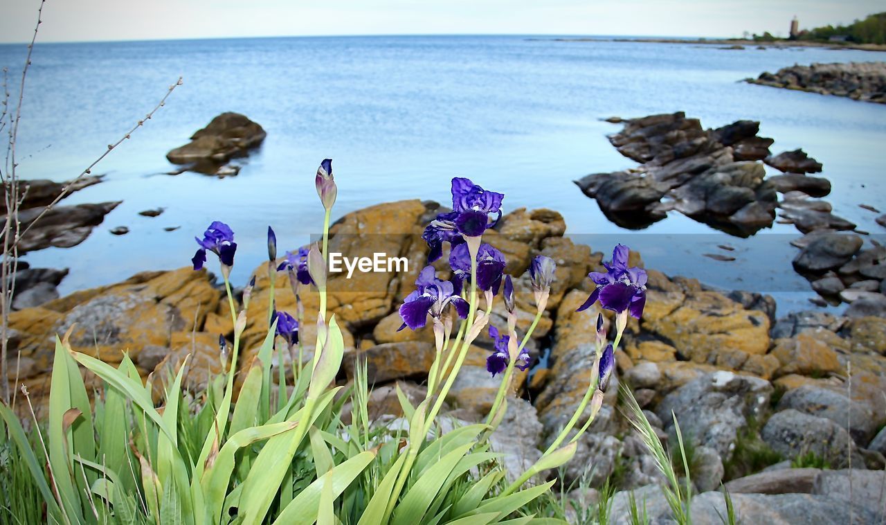 water, nature, sea, beauty in nature, plant, rock, land, beach, flower, scenics - nature, sky, day, coast, tranquility, flowering plant, horizon over water, shore, no people, tranquil scene, outdoors, horizon, growth