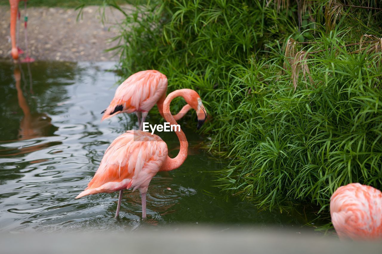 View of bird in lake