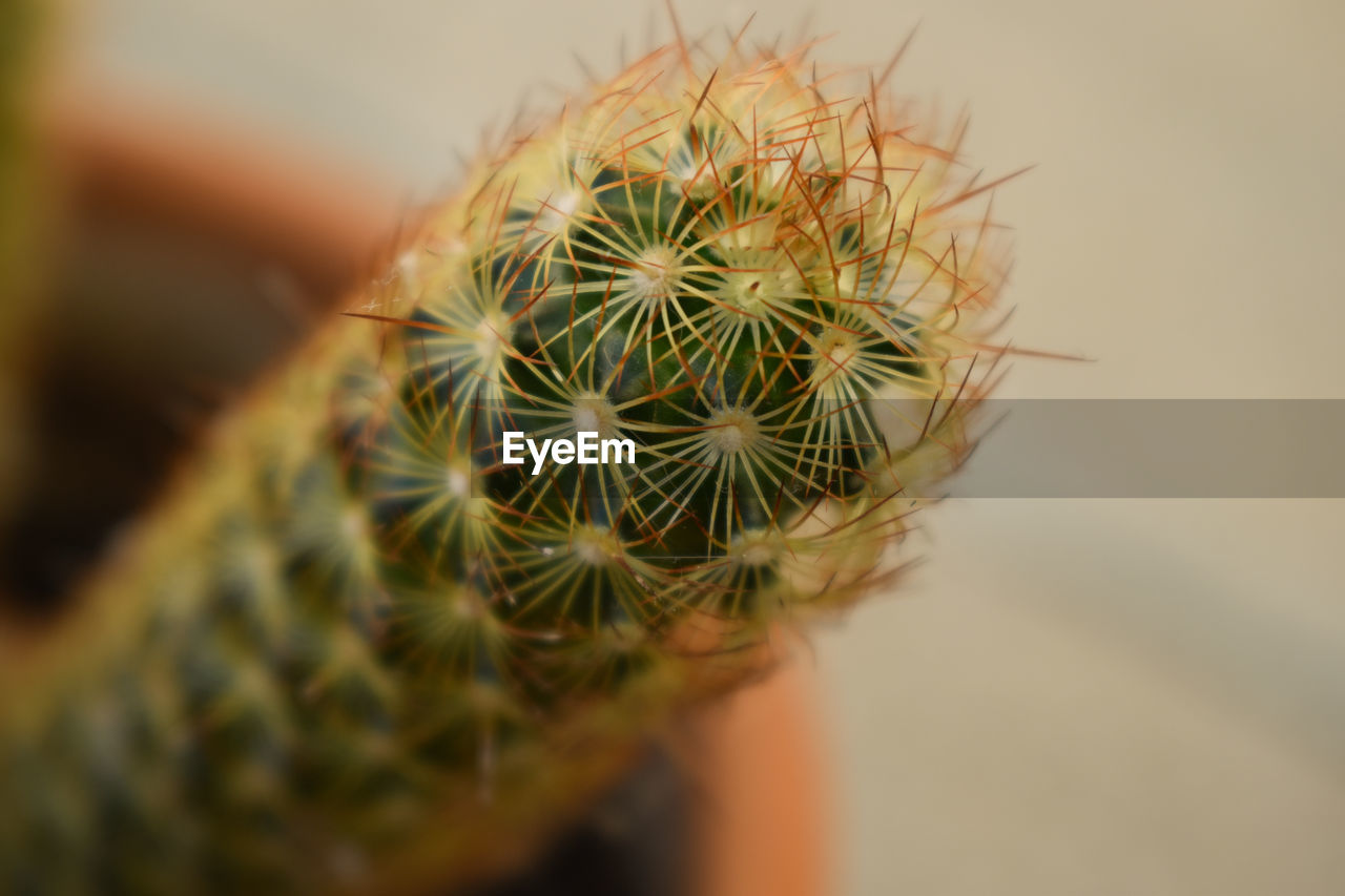 CLOSE-UP OF CACTUS