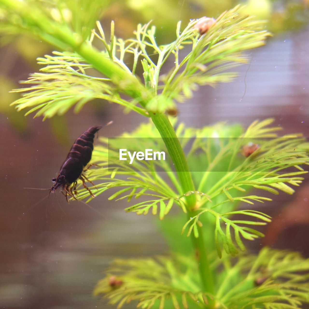 CLOSE-UP OF INSECTS ON PLANT