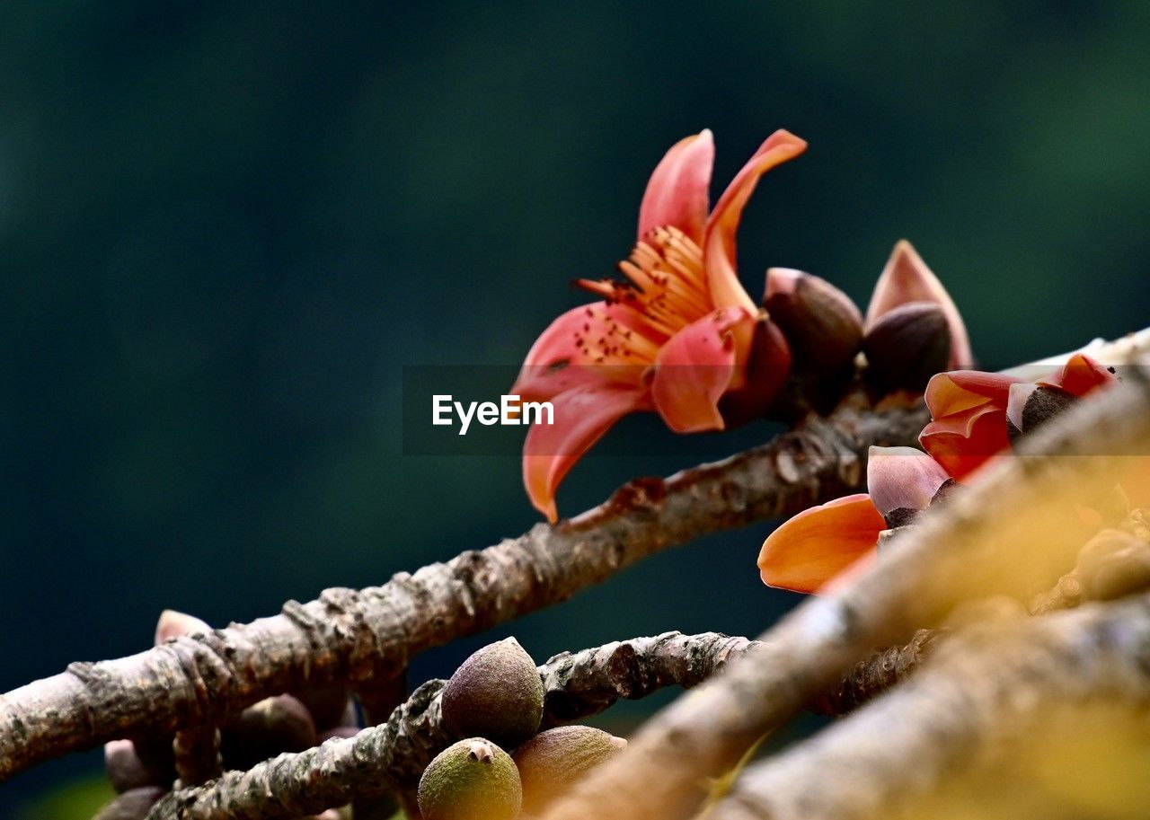 macro photography, close-up, nature, flower, leaf, plant, branch, flowering plant, tree, beauty in nature, no people, freshness, plant stem, selective focus, yellow, blossom, outdoors, spring, autumn, fragility, bud, day, produce, red, fruit, growth