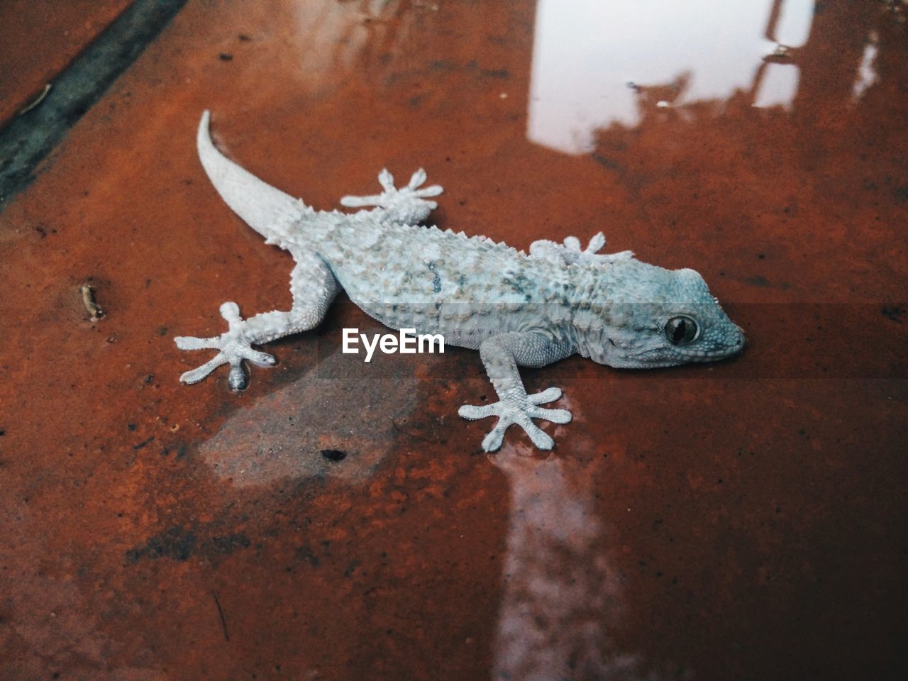 High angle view of lizard on wet sheet metal