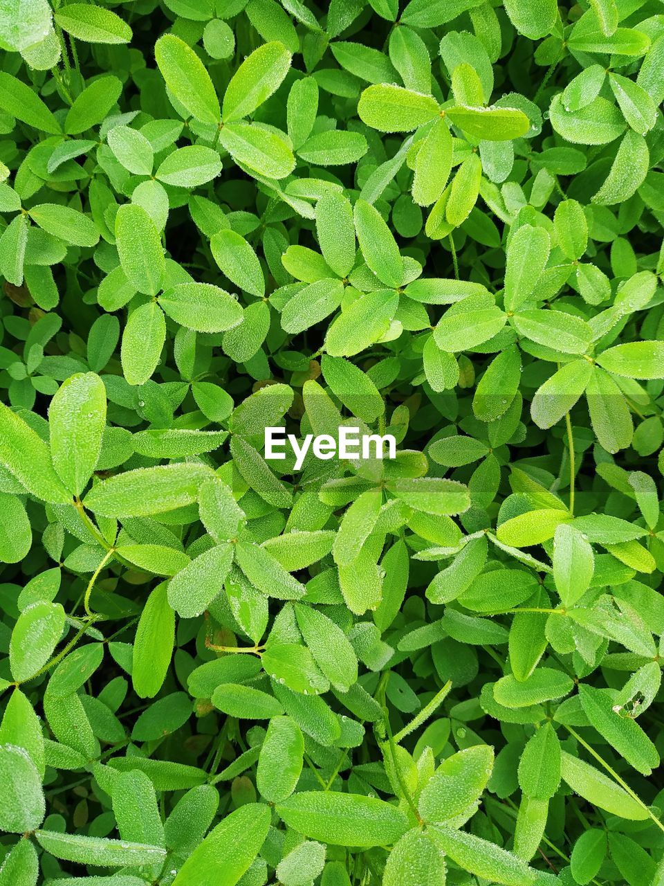 FULL FRAME SHOT OF GREEN PLANTS