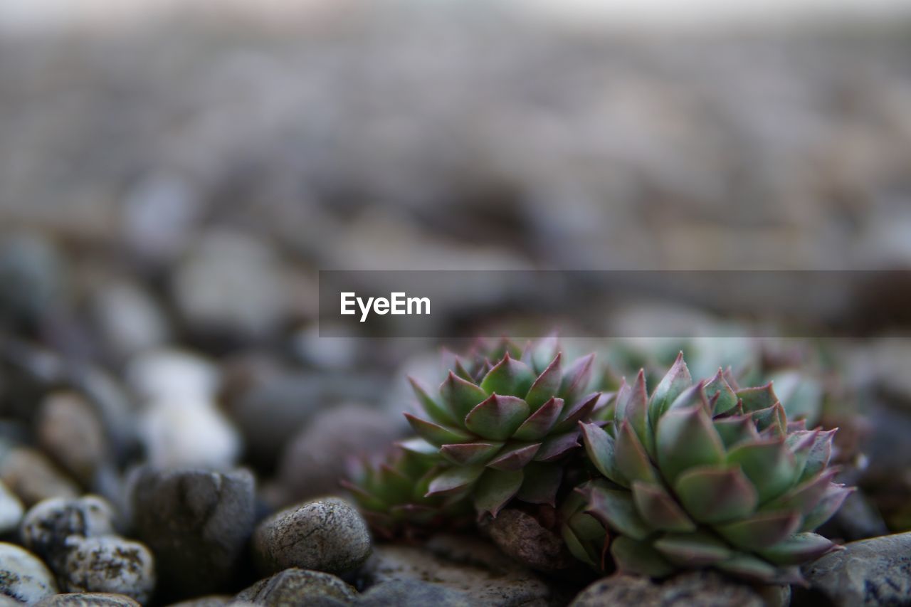 CLOSE-UP OF SUCCULENT PLANT ON ROCK