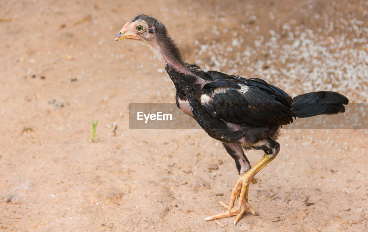 animal themes, animal, bird, animal wildlife, one animal, wildlife, beak, nature, no people, full length, side view, outdoors, land, domestic animals, day, chicken