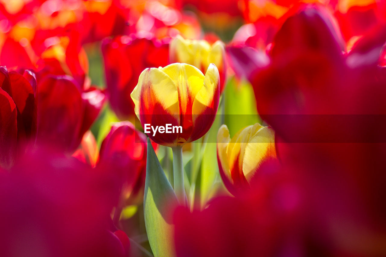 CLOSE-UP OF RED TULIPS