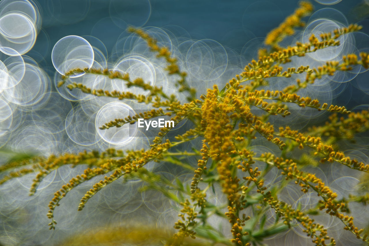 CLOSE-UP OF JELLYFISH