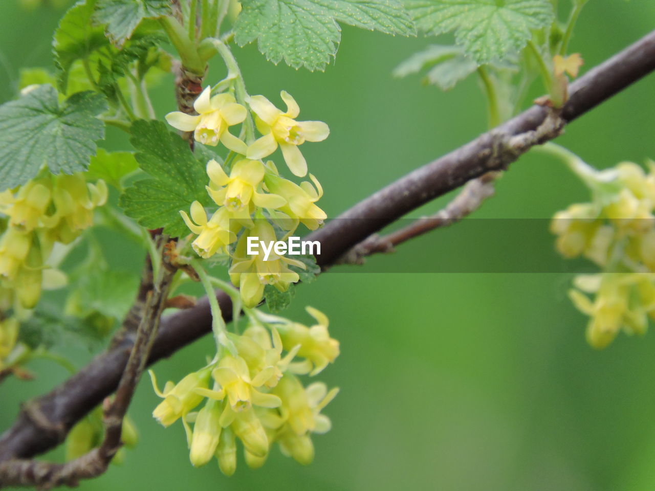 Close-up of yellow flowers