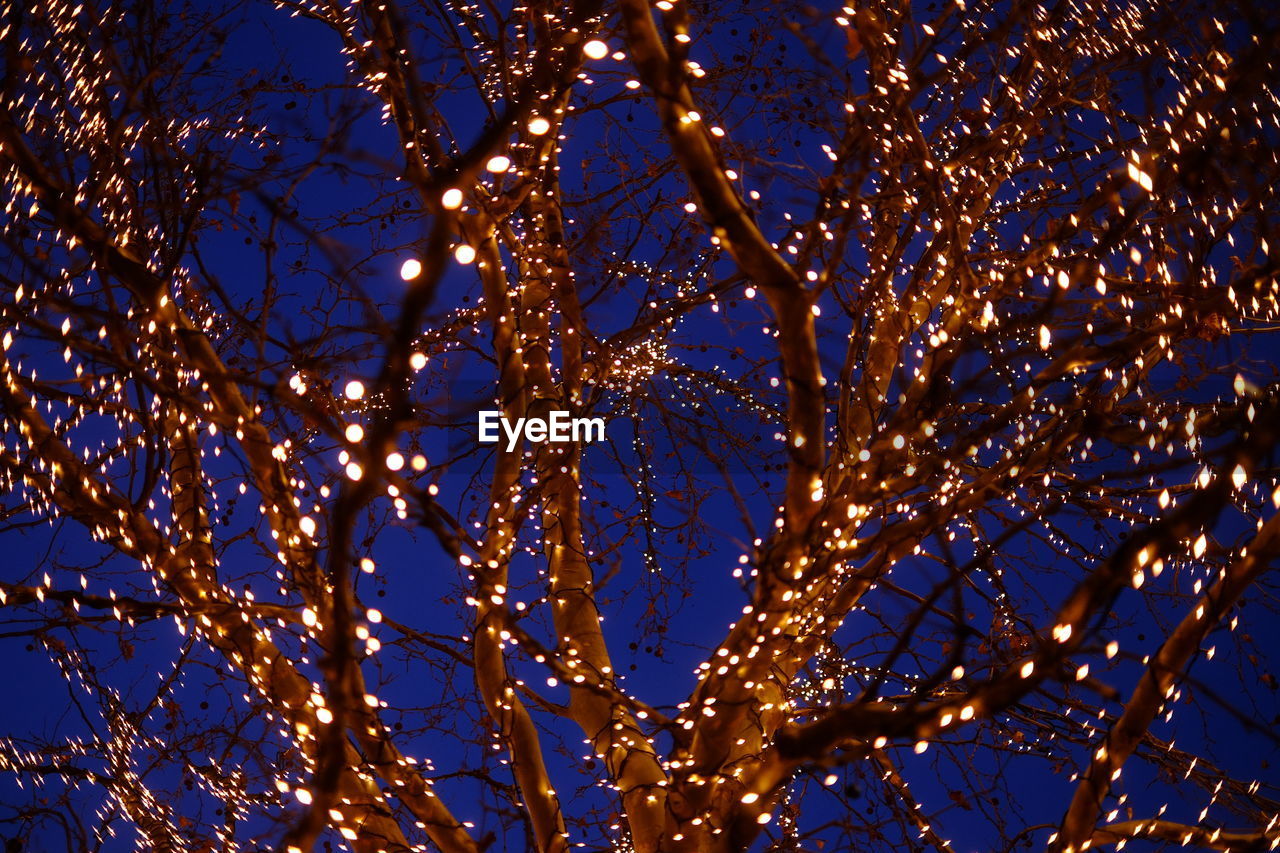 LOW ANGLE VIEW OF ILLUMINATED TREES AGAINST BLUE SKY