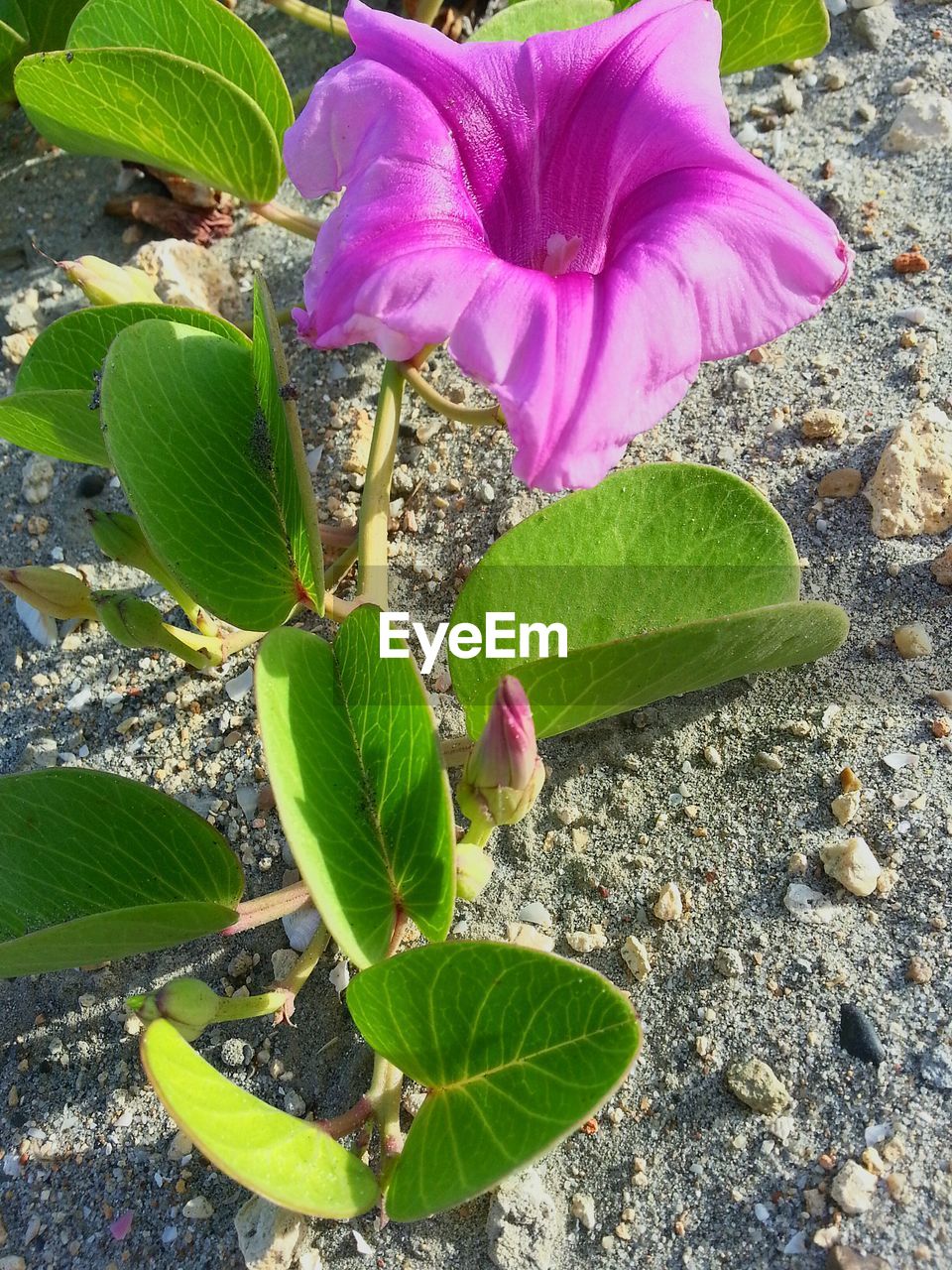 CLOSE-UP OF PINK FLOWERS BLOOMING