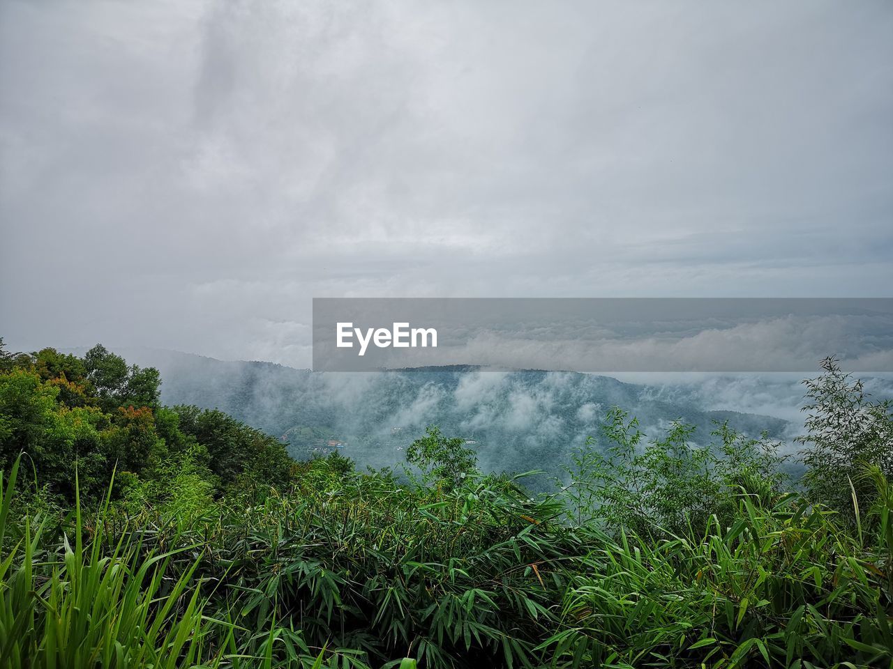 SCENIC VIEW OF TREES AND MOUNTAINS AGAINST SKY