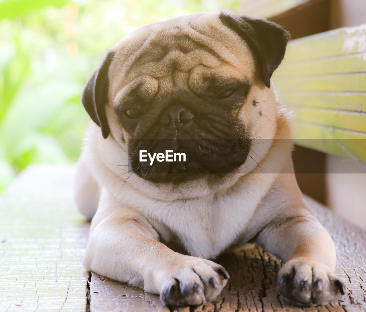 Close-up portrait of a dog