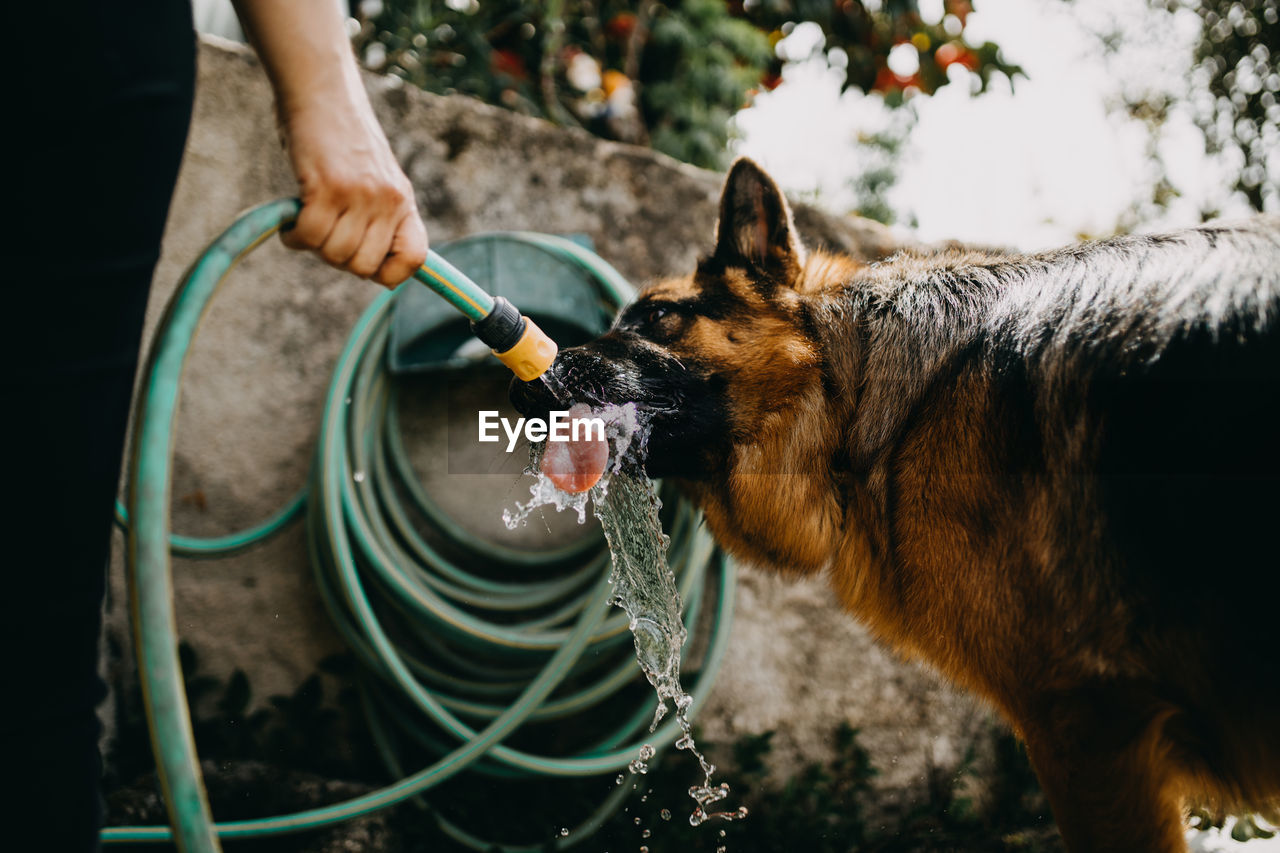 Dog drinking from water hose